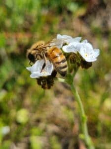 National Honey Month: How to Support the Bees