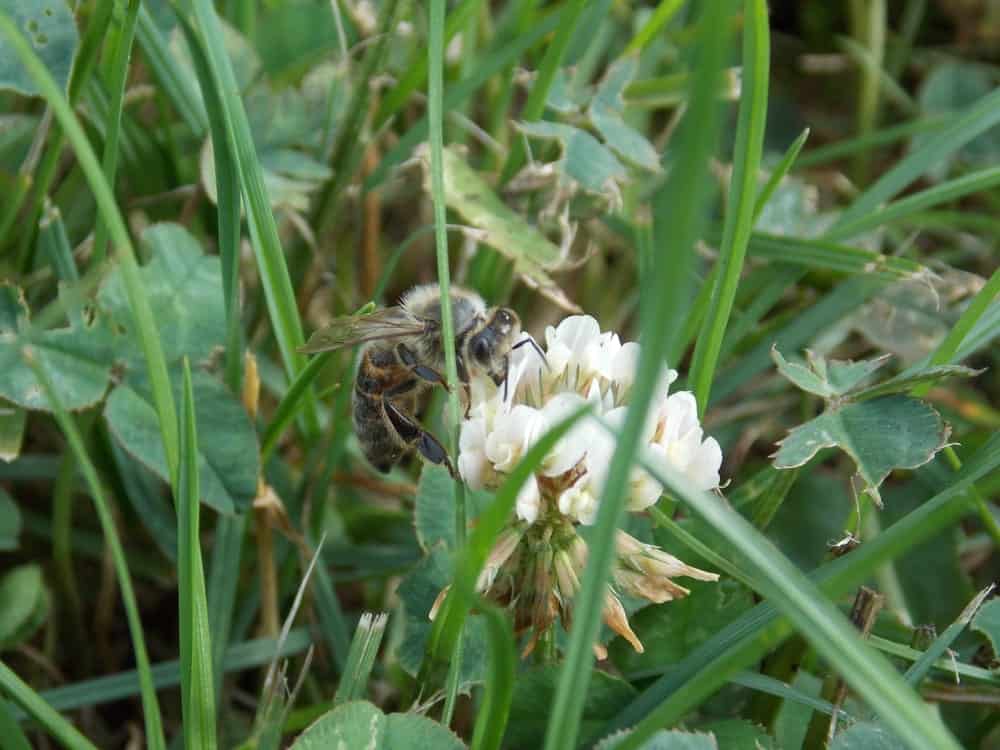 Raw Clover Honey USA