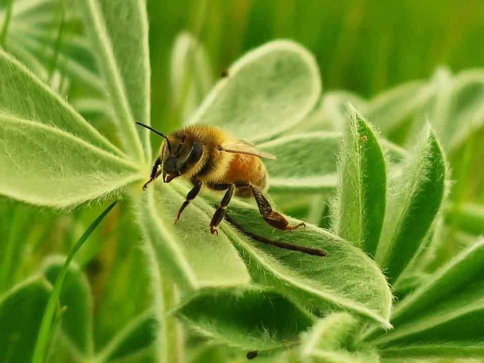How To Support Honey Bees (Even If You Don’t Keep A Hive) How to Support Honey Bees