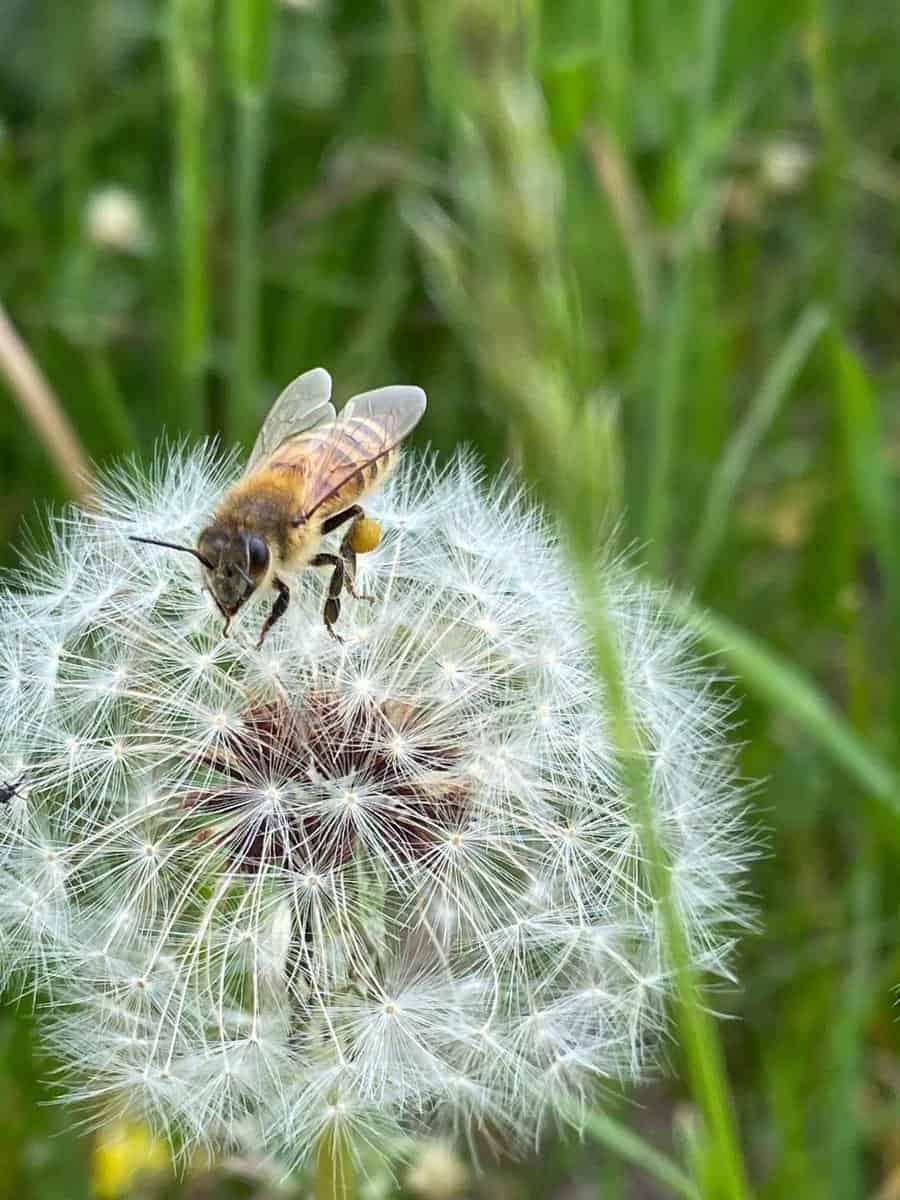 Spring Beekeeping, No Mow May, and Thoughtful Local Gifts- From the Hive to Your Home