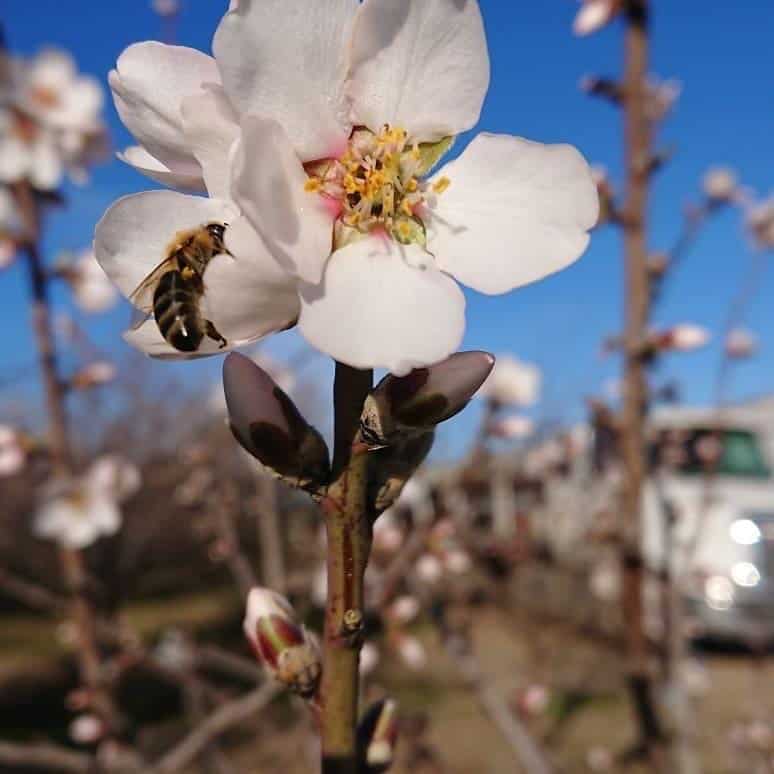Honey Tasting Guide: Exploring Different Floral Varieties guide to different floral varieties of honey
