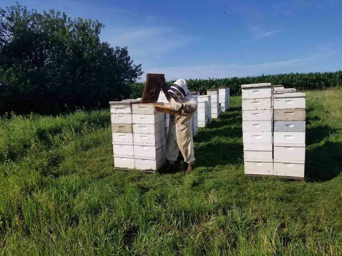 A Sweet Tradition: The History of Beekeeping