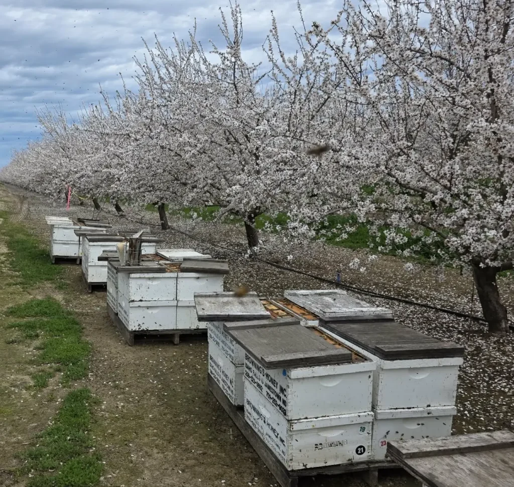Pollinator Month: Celebrating the Tiny Workers That Feed the World