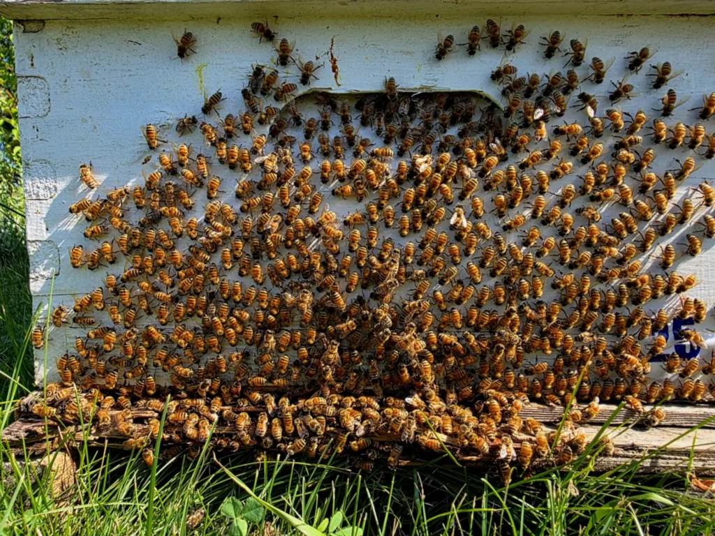 Swarming: Signs of a Bee Swarm, Why It Happens, and What to Do if You See One Near Your Home or Business