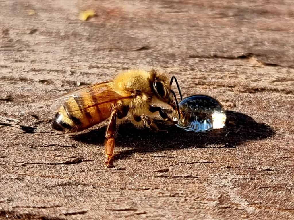 How To Support Honey Bees (Even If You Don’t Keep A Hive) How to Support Honey Bees