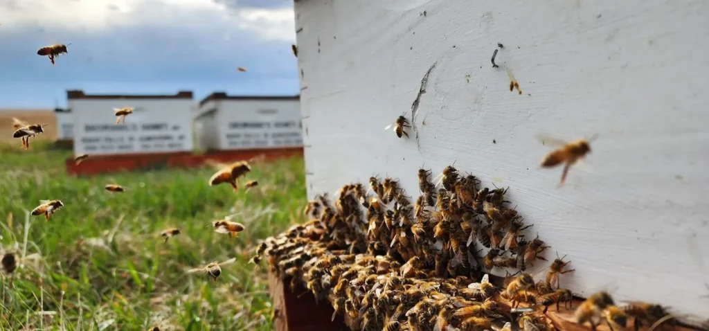 Front of a hive with bees flying in and out