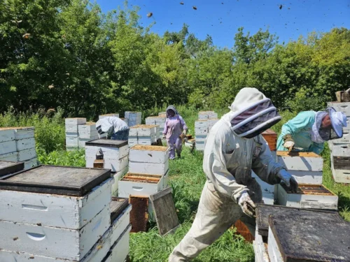 Our Apiary Our Apiary Browning's Honey