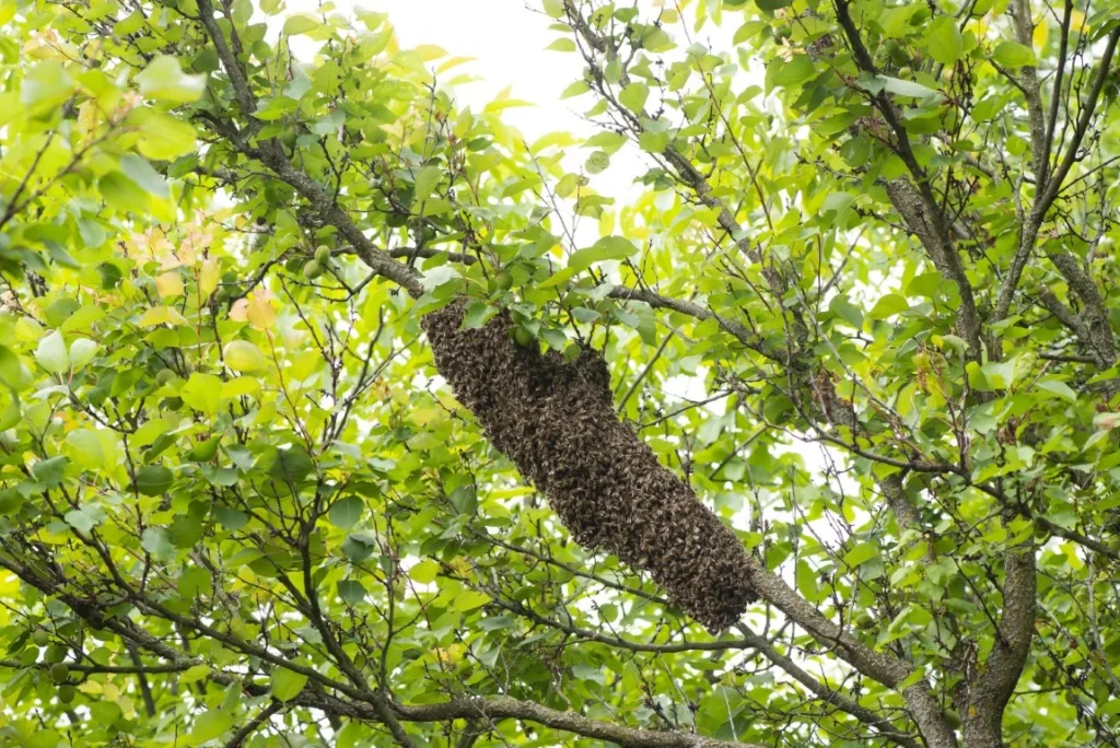 honey bee swarm