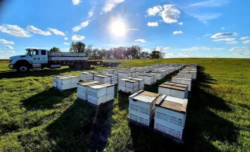 Our Apiary Browning's Honey
