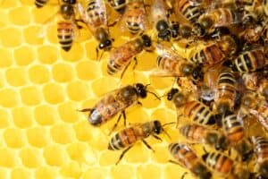 Home Exploring the Delights and Uses of Honeycomb