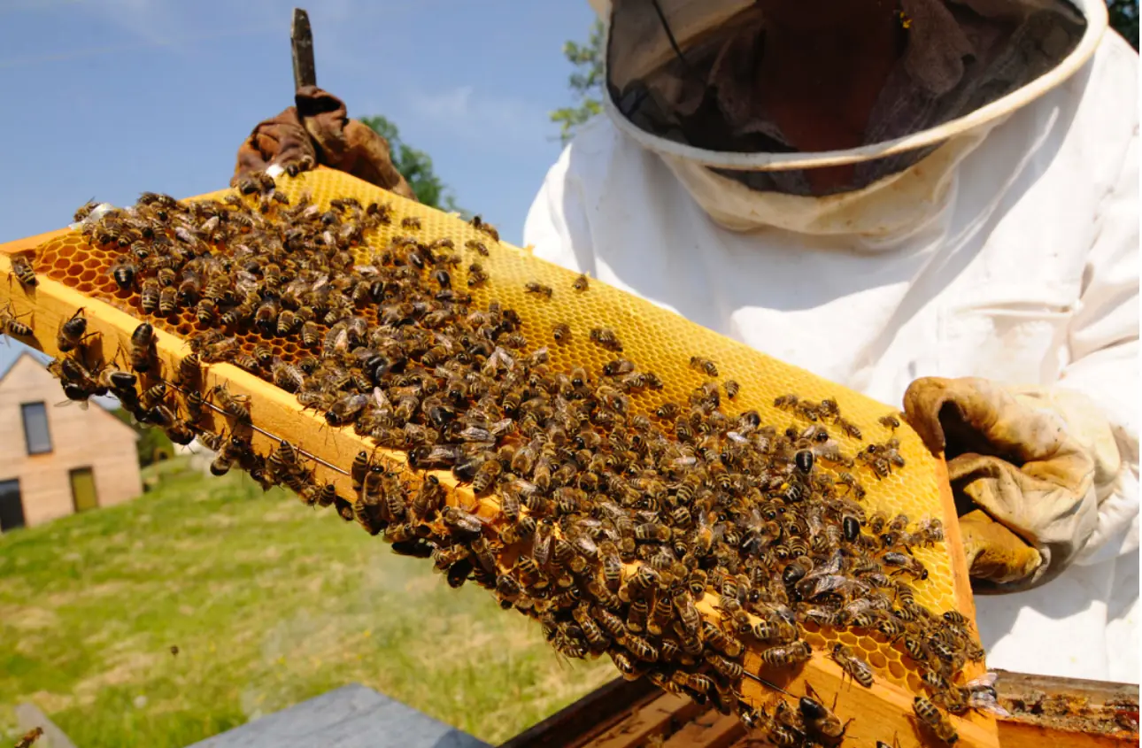 Pollination from Almond Orchard to Your Table - Discover How Our Bees Help Feed the Nation
