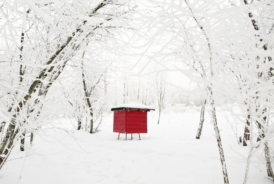 Buzzing Through Winter: How Bees Stay Alive