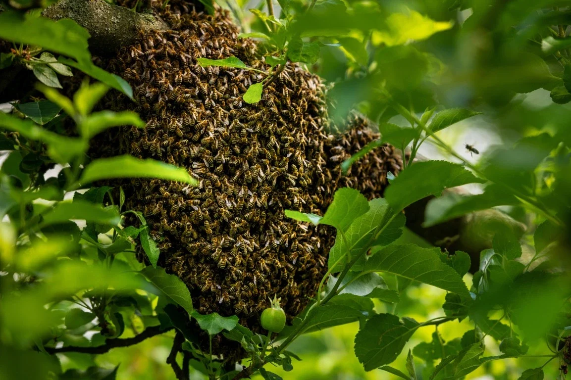 honey bee swarming