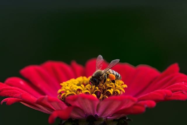 How Do Bees Make Honey Flower Bee Pollination