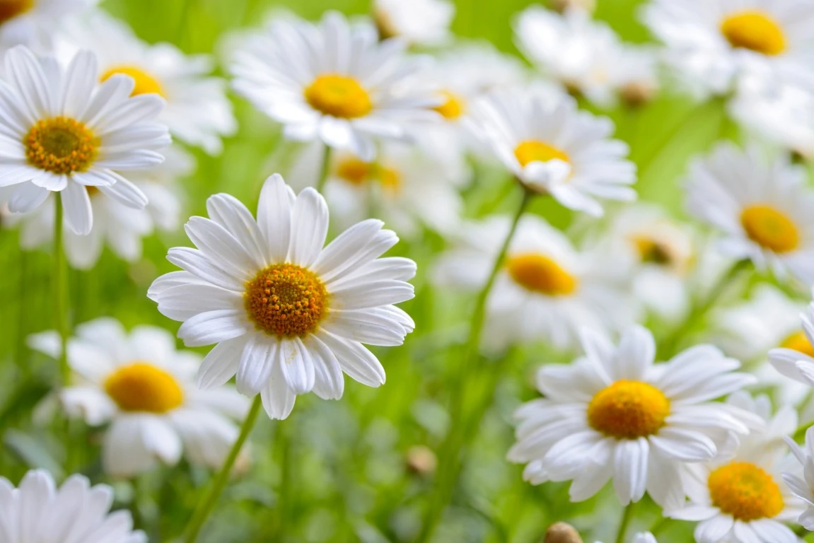 Honey Tasting Guide: Exploring Different Floral Varieties