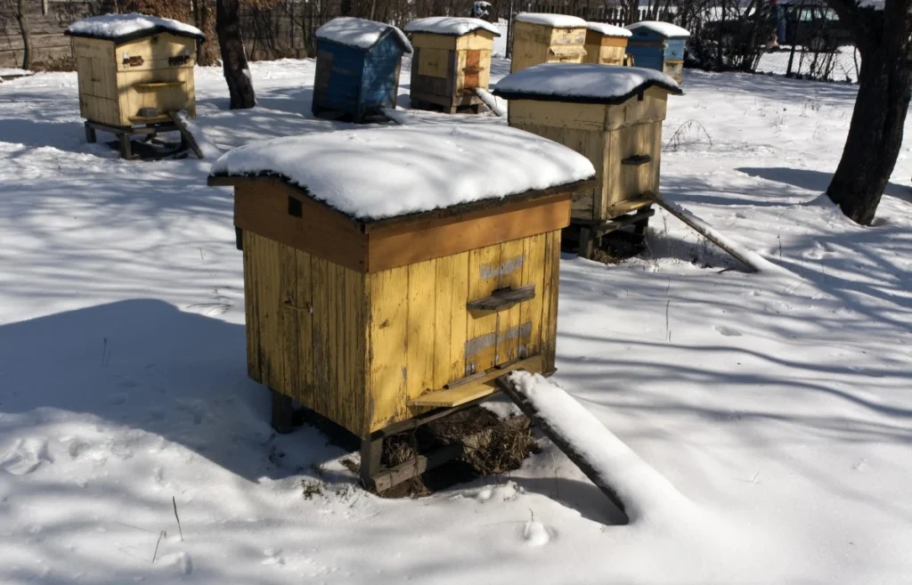 how bees survive winter