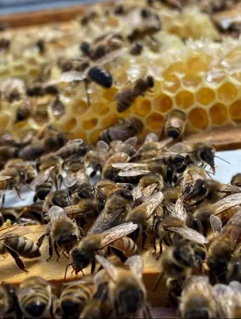 The Waggle Dance: How Honey Bees Communicate Without Saying A Word The Waggle Dance: How Honey Bees Communicate Without Saying a Word
