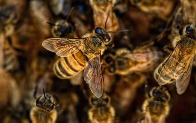 How Do Bees Make Honey