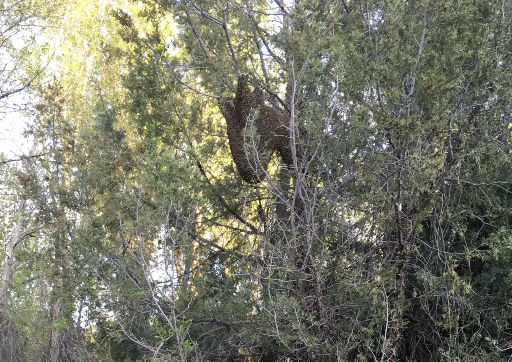 Swarming: Signs of a Bee Swarm, Why It Happens, and What to Do if You See One Near Your Home or Business