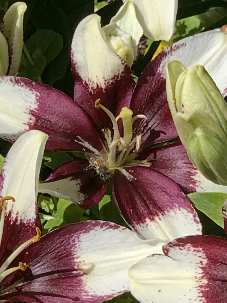 Pollinator Month: Celebrating the Tiny Workers That Feed the World
