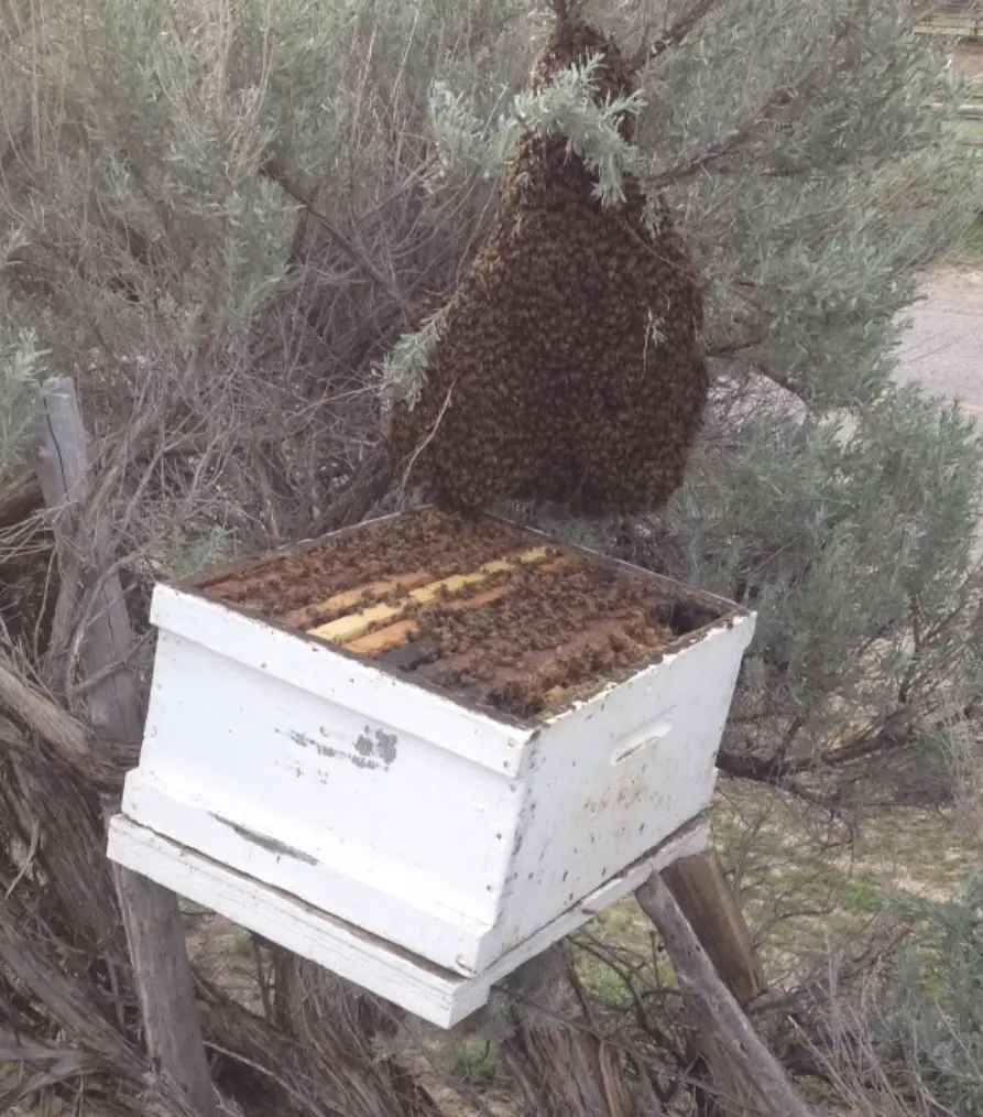 Swarming: Signs of a Bee Swarm, Why It Happens, and What to Do if You See One Near Your Home or Business