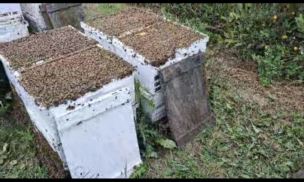 Swarming: Signs of a Bee Swarm, Why It Happens, and What to Do if You See One Near Your Home or Business
