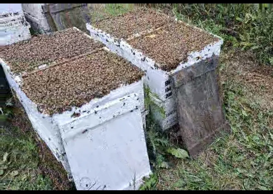 The Remarkable Ways Honeybees Survive Extreme Weather