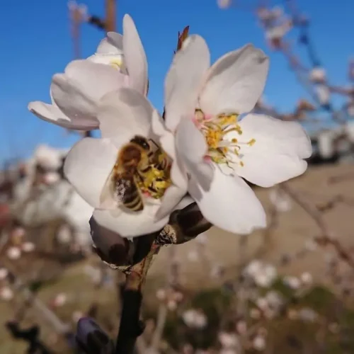 Pollinators