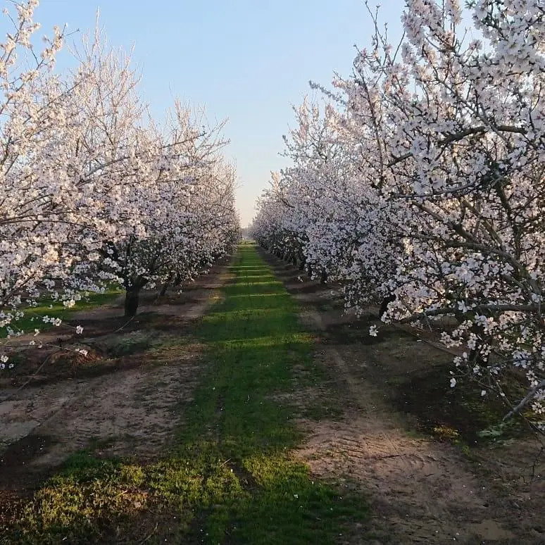 Almond Pollination