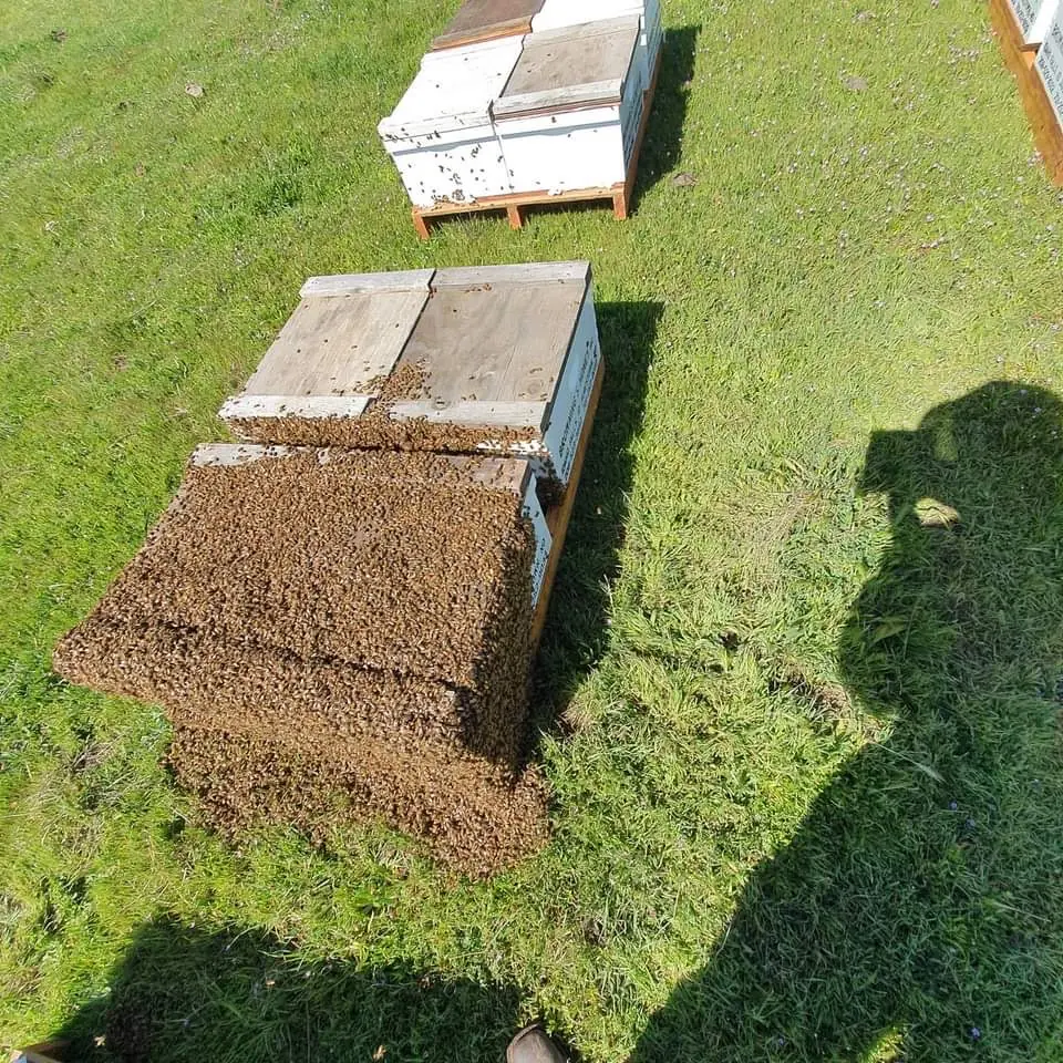 🌸Spring Build-Up: What’s Happening Inside the Hive Right Now