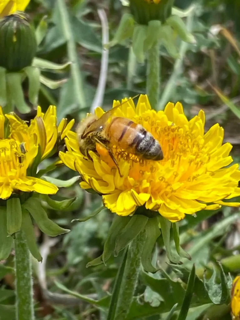 World Honey Bee Day: Celebrating the Bees, Beekeepers & a Tradition Worth Protecting