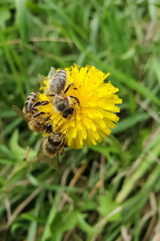 🌸Spring Build-Up: What’s Happening Inside the Hive Right Now