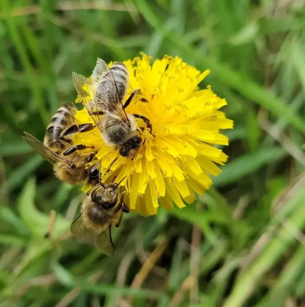 spring beekeeping