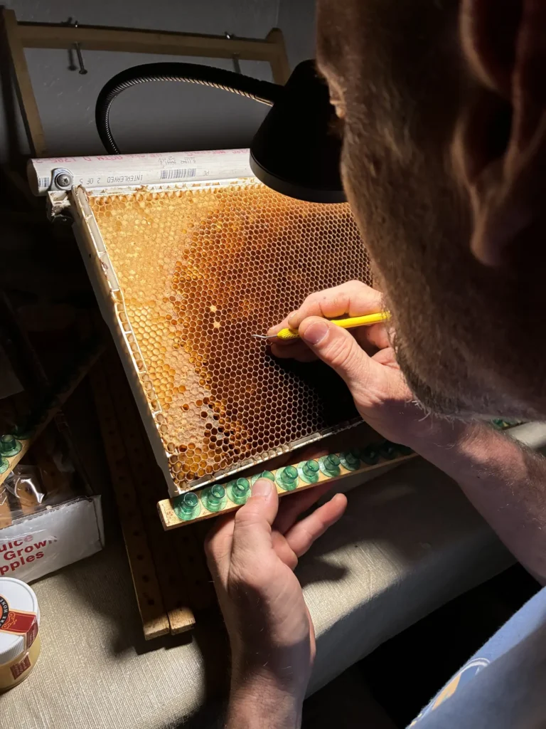 🐝 Inside Queen Grafting Season: The Secret to Strong Hives