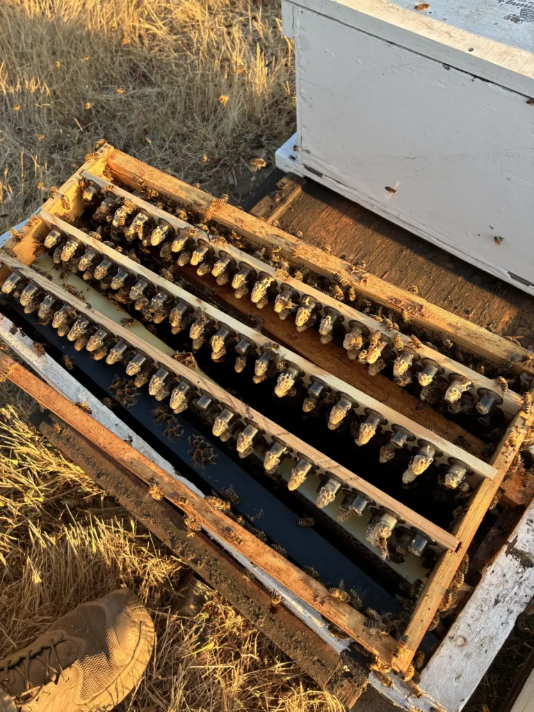 🐝 Inside Queen Grafting Season: The Secret to Strong Hives