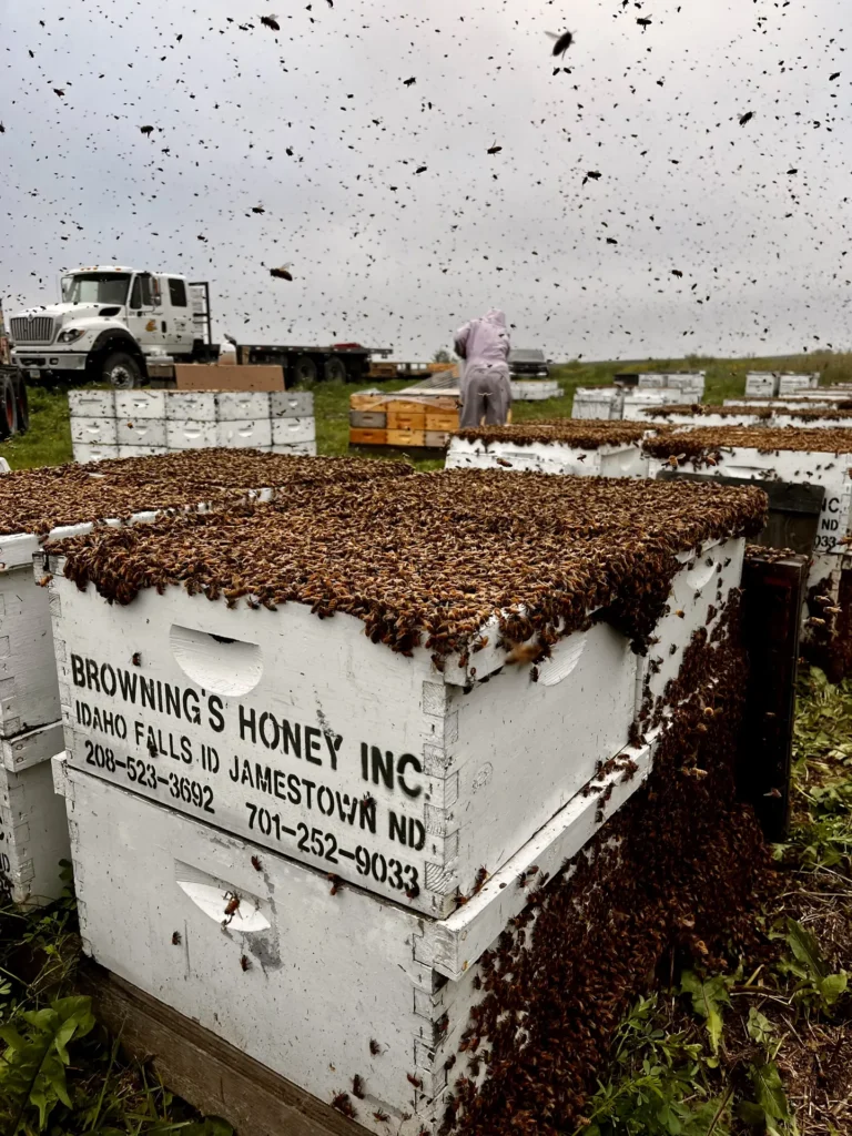 honeybee