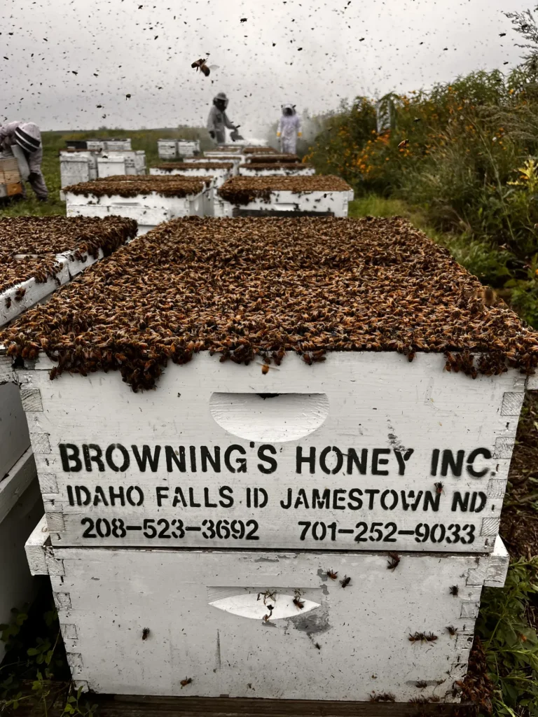 Swarming: Signs of a Bee Swarm, Why It Happens, and What to Do if You See One Near Your Home or Business