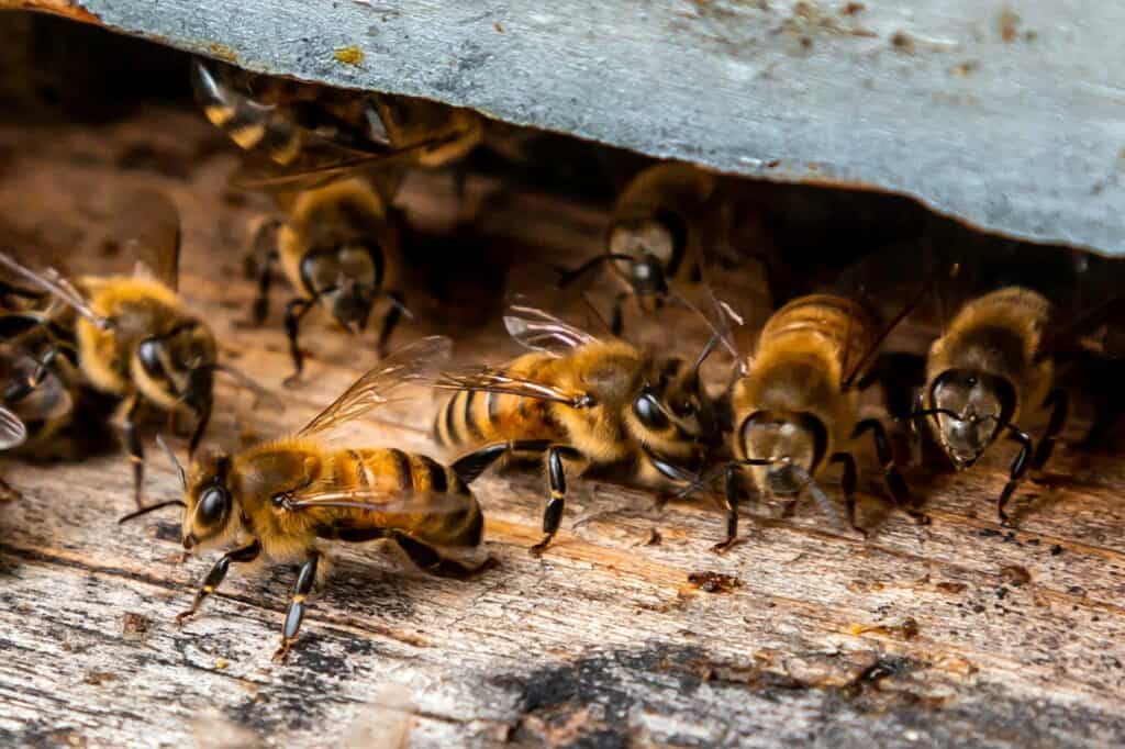 Bee Nests 101: How Different Species Build Their Home Beeswax for sale USA