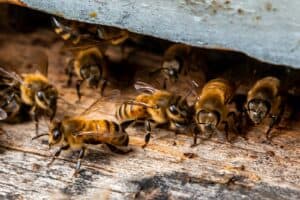 Home Beeswax for sale USA