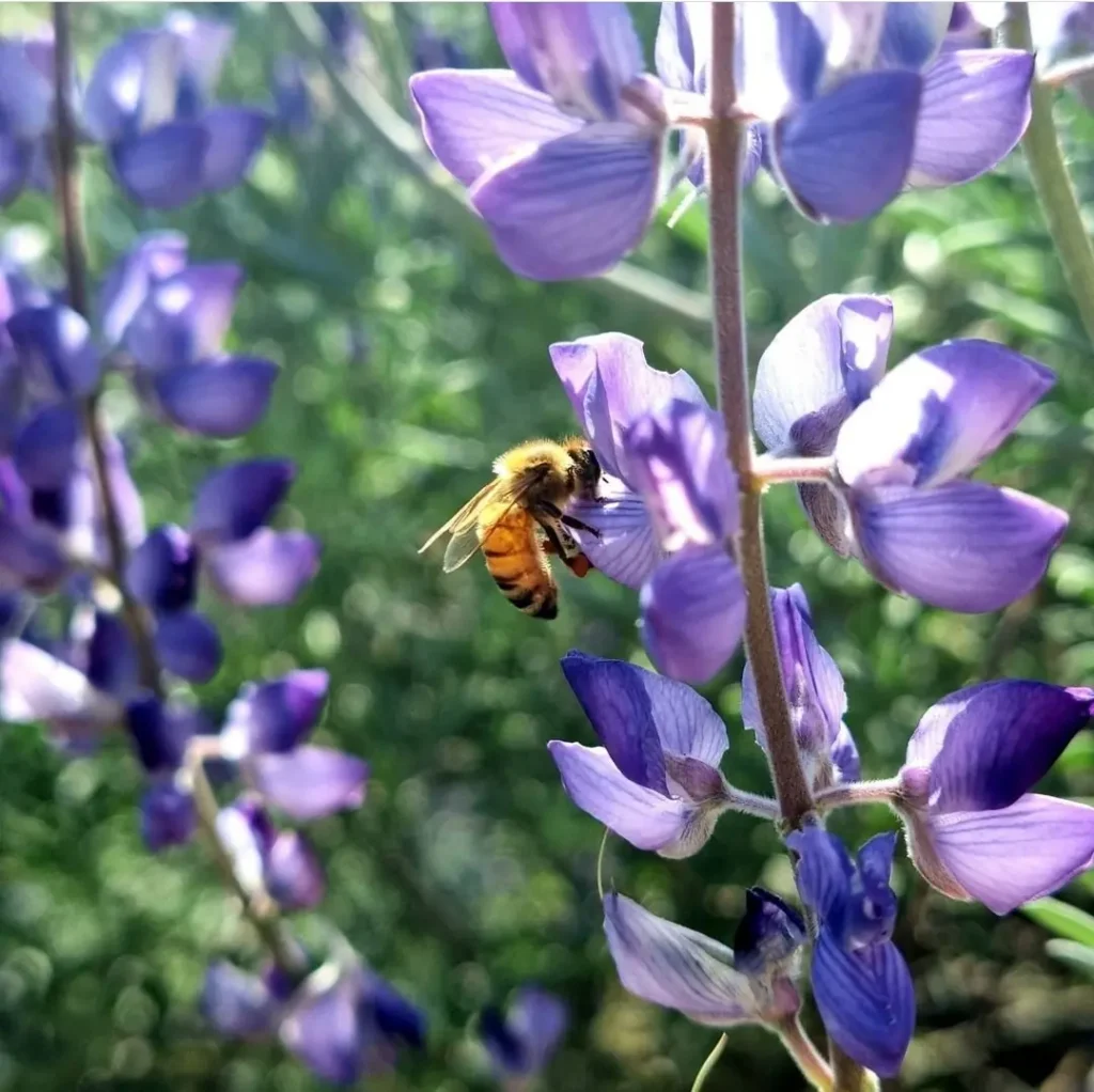 Pollinator Month: Celebrating the Tiny Workers That Feed the World