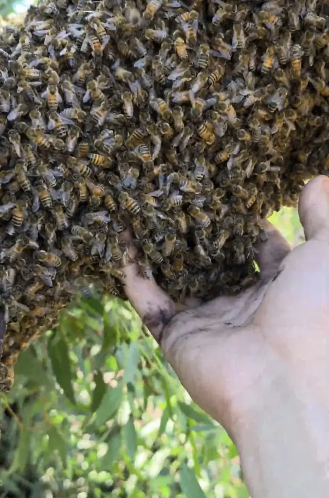 🌸Spring Build-Up: What’s Happening Inside the Hive Right Now