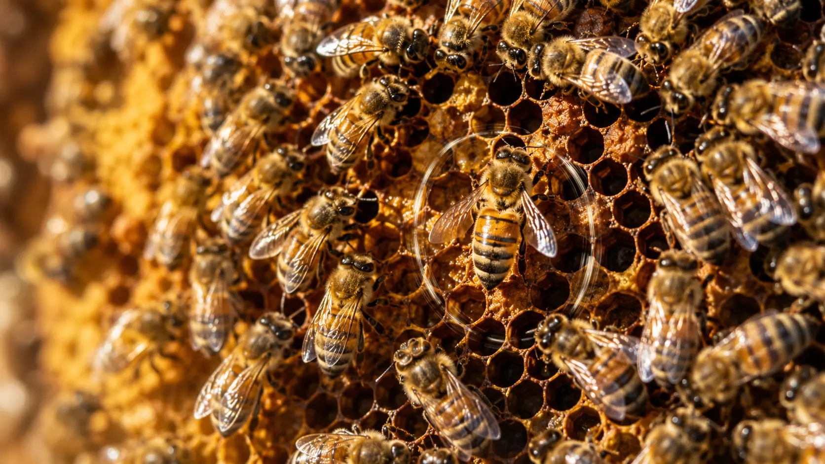 Waggle Dance Honey Bee